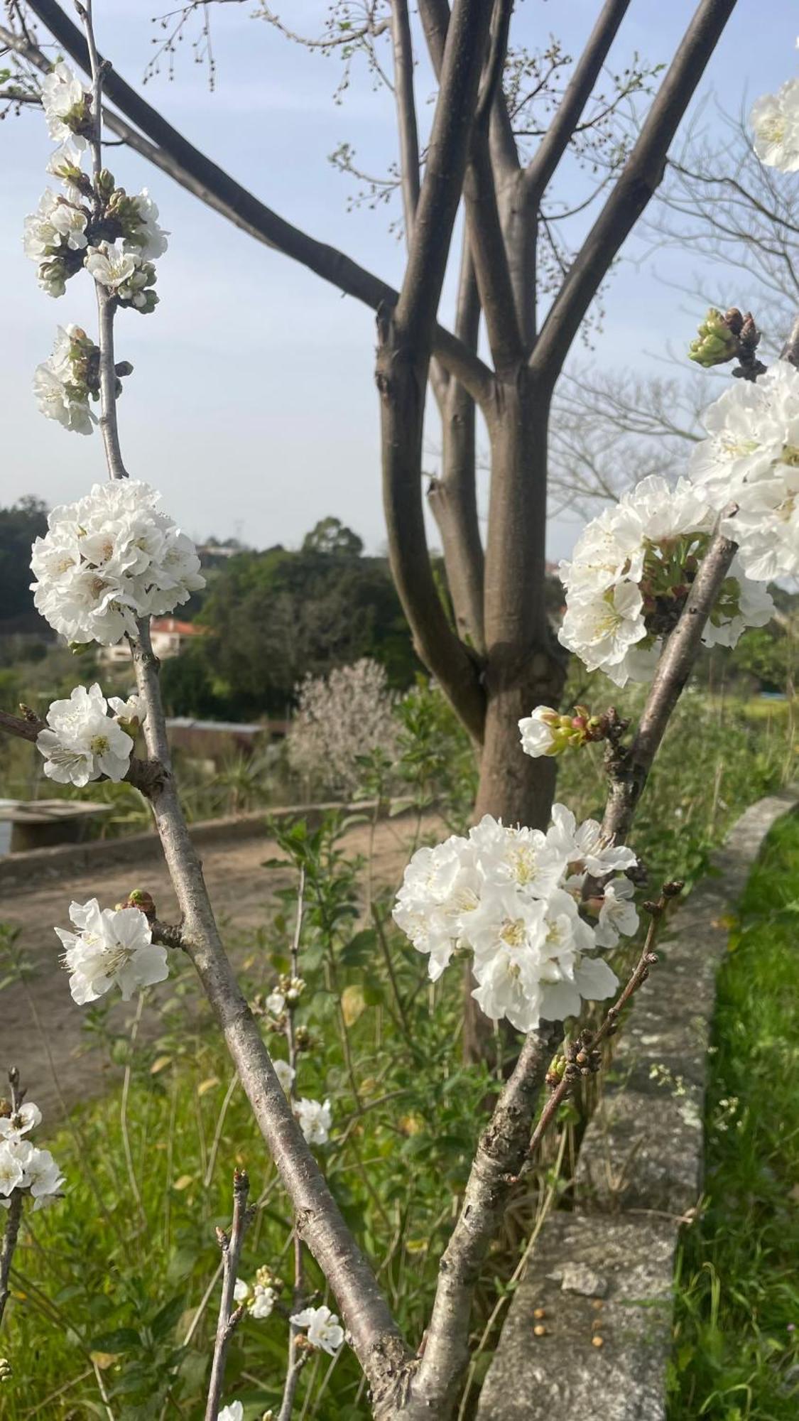 Quinta De Villasete Alpendurada Buitenkant foto