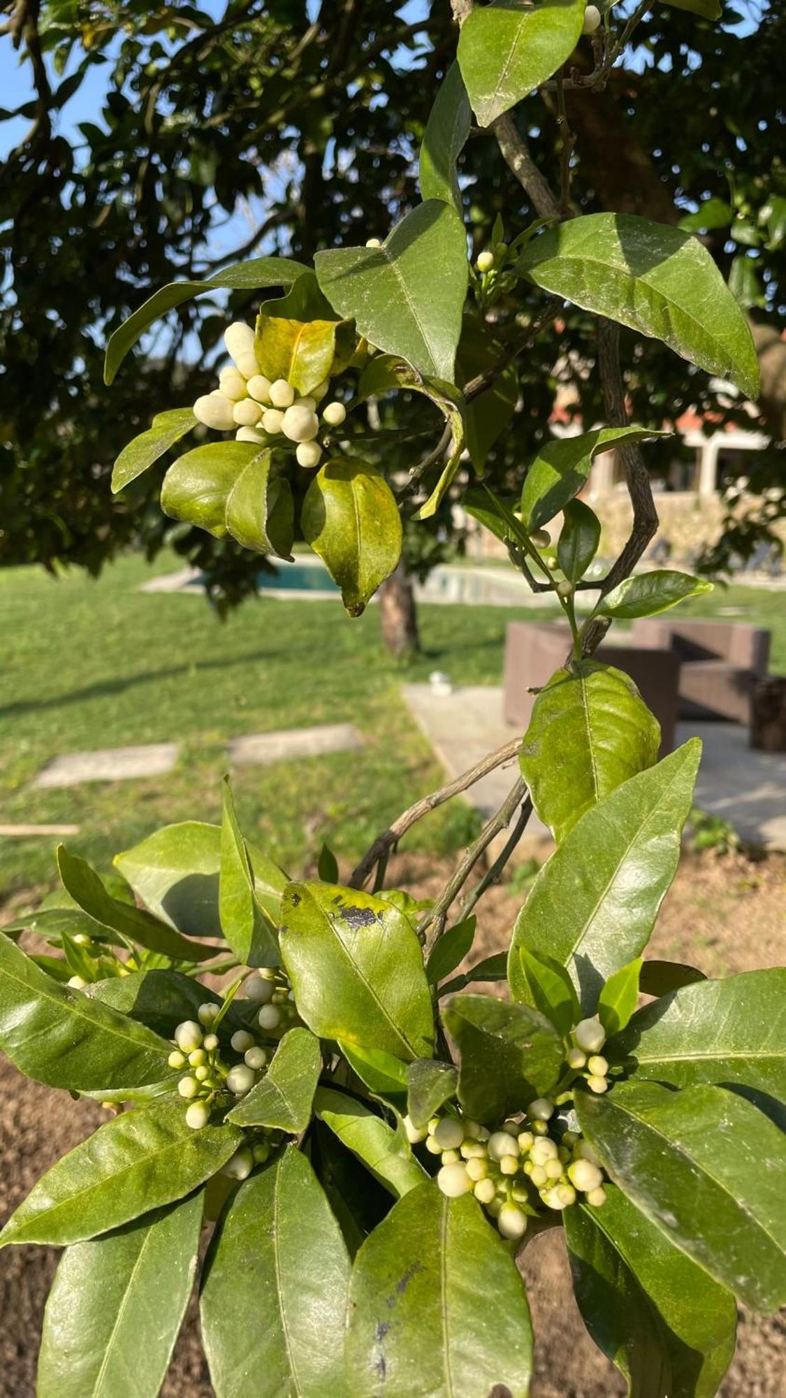 Quinta De Villasete Alpendurada Buitenkant foto