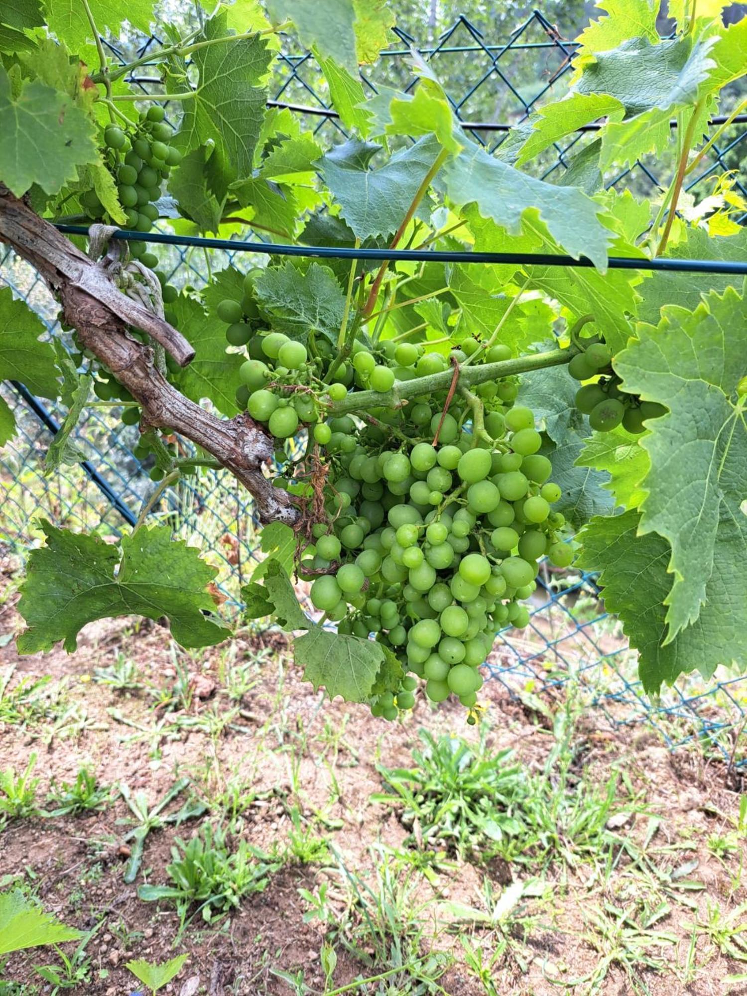 Quinta De Villasete Alpendurada Buitenkant foto